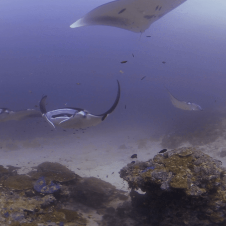 Manta Ballet Over Coral