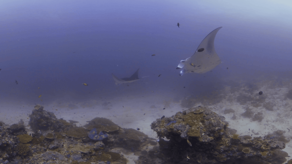 Reef Flight: Manta Ray Ballet