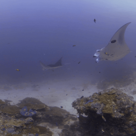 Reef Flight: Manta Ray Ballet