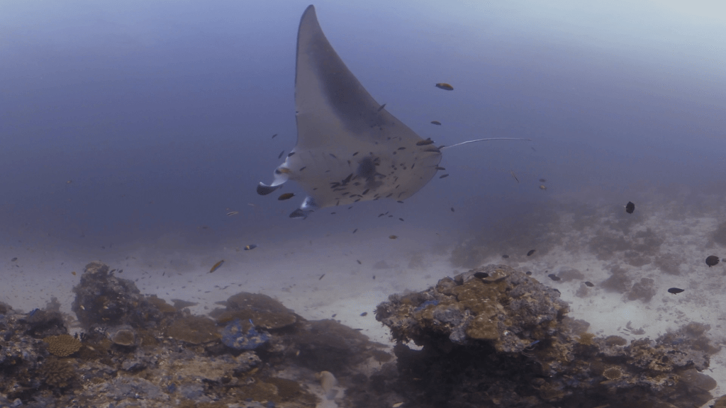 Manta Ray Ballet