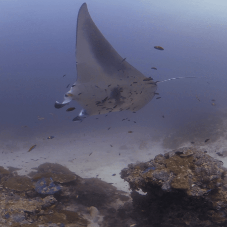 Manta Ray Ballet
