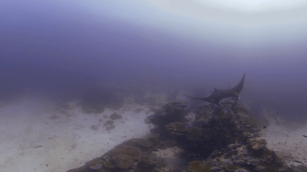 Manta Encounter: Reef Ballet