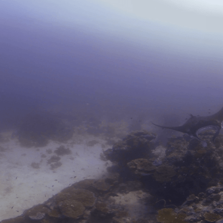 Manta Encounter: Reef Ballet