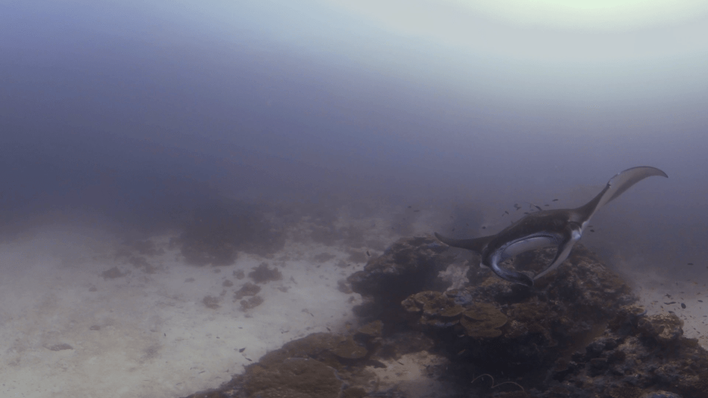 Manta Encounter: Reef Ballet