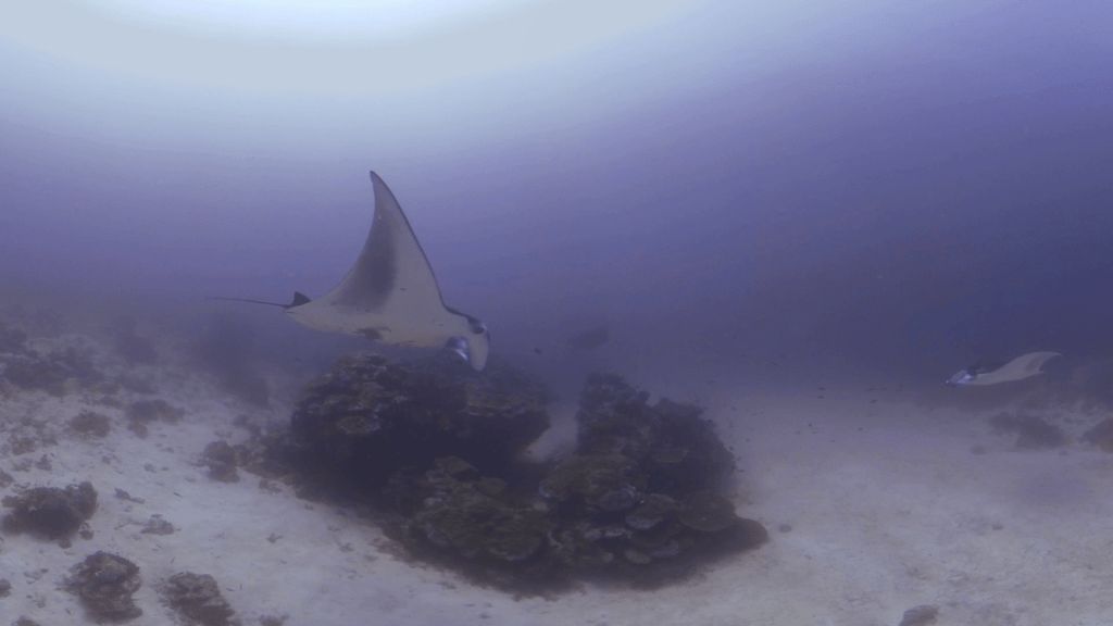 Manta's Reef Spa Day