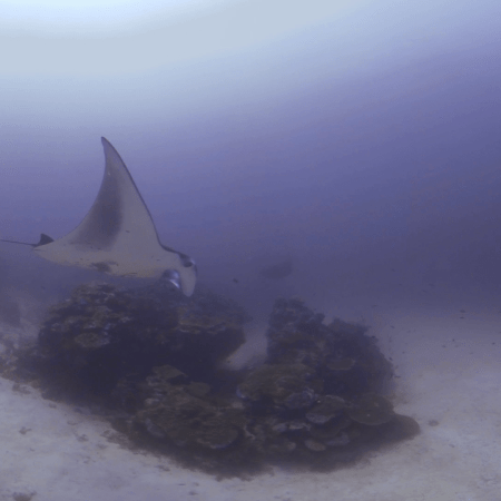 Manta's Reef Spa Day