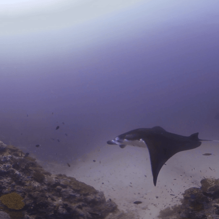 Manta Ballet: Reef Encounter