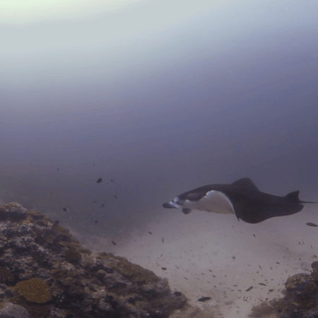 Manta Ballet: Reef Encounter