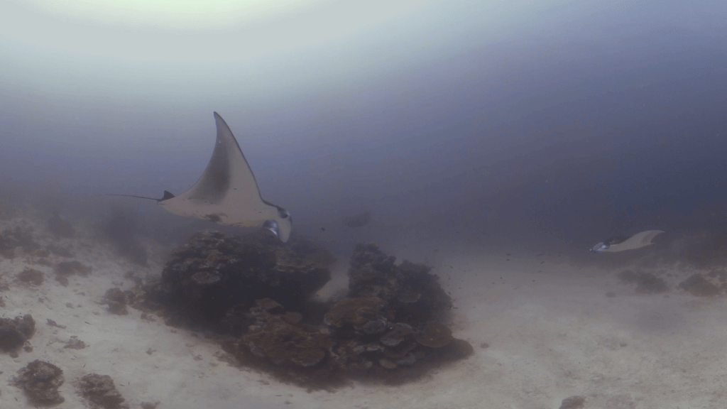Manta Ray Encounter on Coral Reef