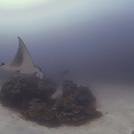 Manta Ray Encounter on Coral Reef
