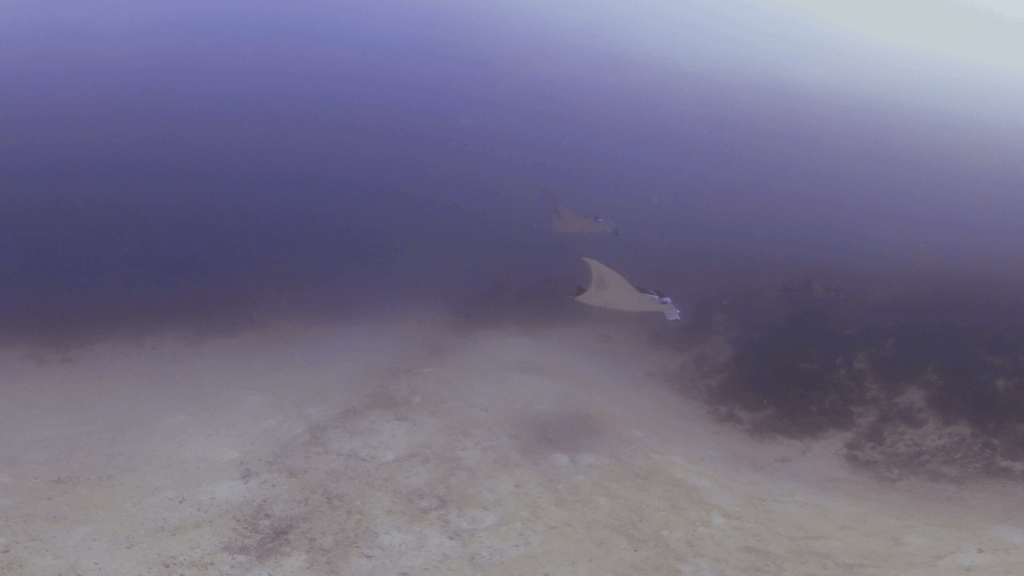Manta Ballet: Sandy Bottom Serenity