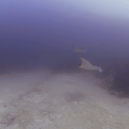 Manta Ballet: Sandy Bottom Serenity