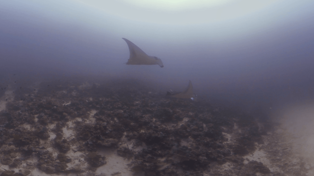 Manta Rays on Sandy Bottom