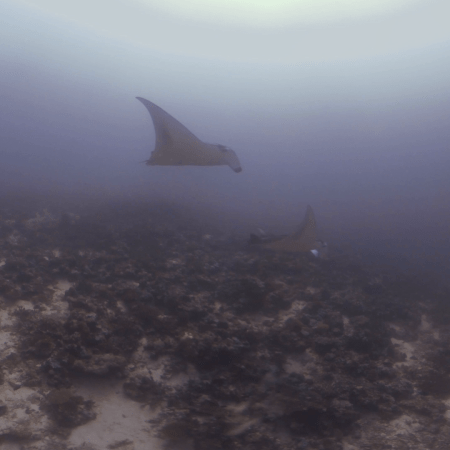 Manta Rays on Sandy Bottom