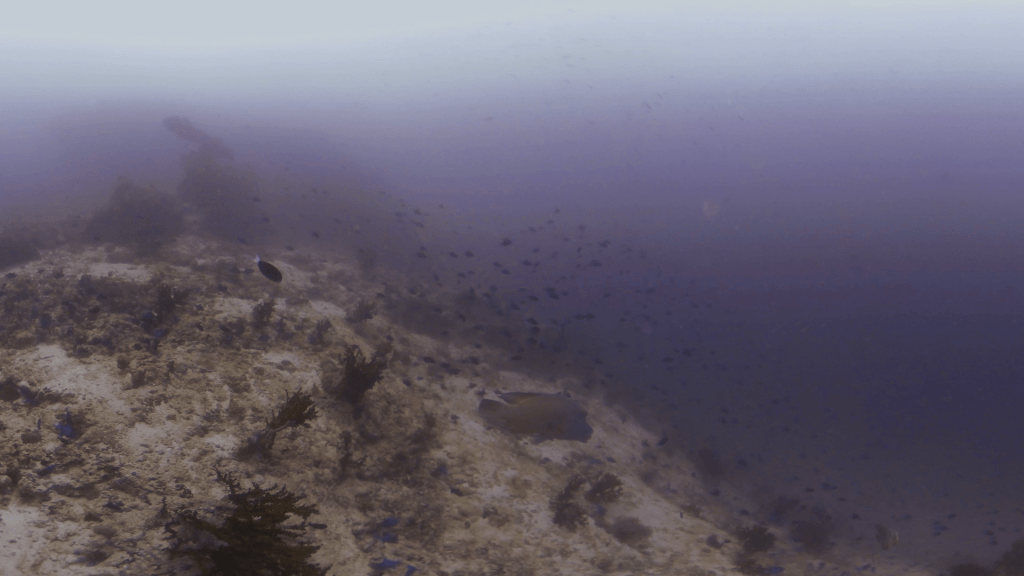 Bumphead's Reef Encounter