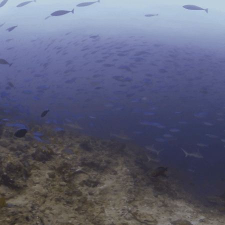 Reef Sharks & Blue Fusiliers