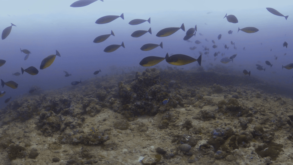 Dusky Unicornfish Reef Community