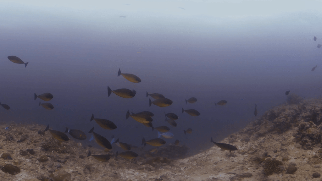 Dusky Unicornfish Dance