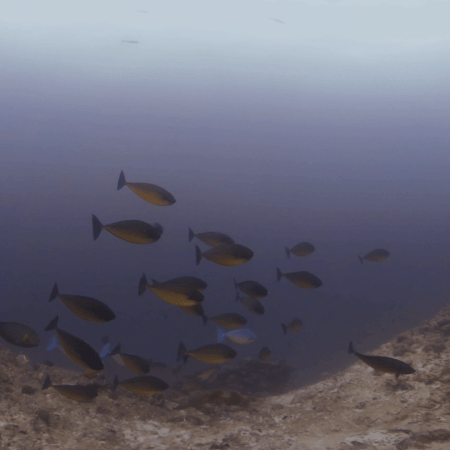 Dusky Unicornfish Dance