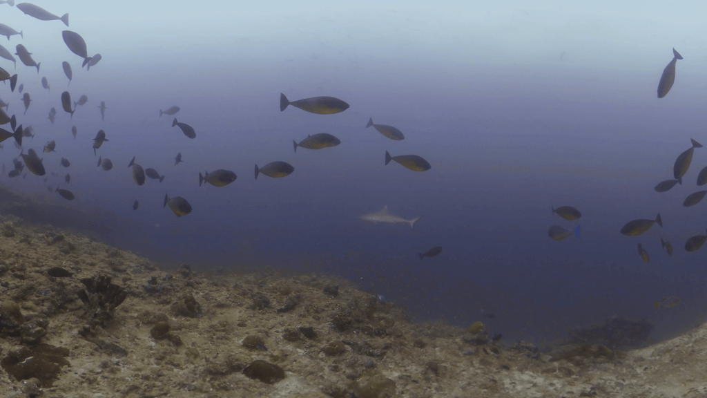 Unicornfish & Shark Encounter