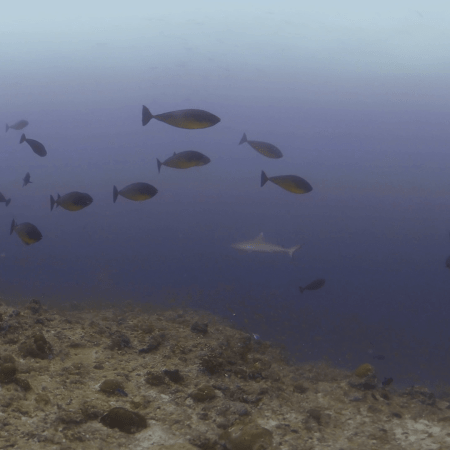 Unicornfish & Shark Encounter