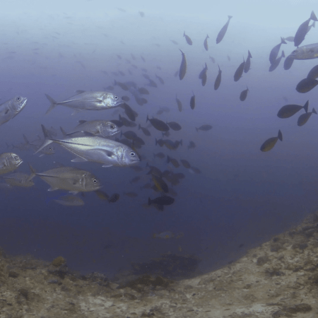Jacks & Unicornfish Reef Dance