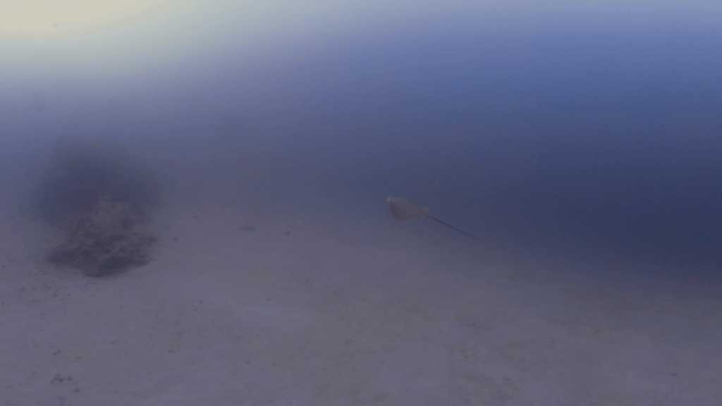 Ray's Glide: Sandy Seascape Encounter