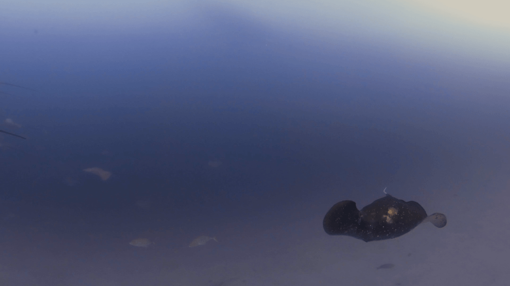 Spotted Eagle Rays' Dance