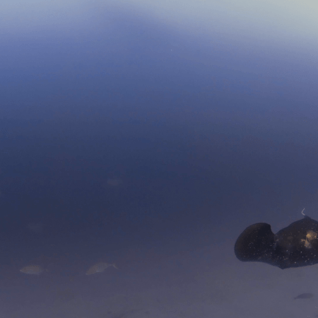 Spotted Eagle Rays' Dance