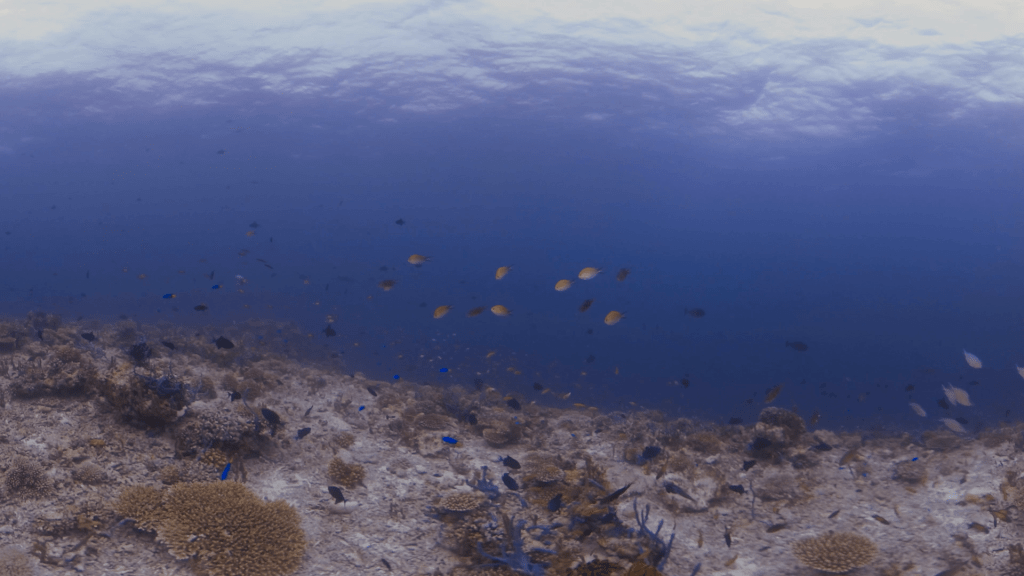 Reef Fish Frenzy Over Coral