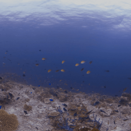 Reef Fish Frenzy Over Coral