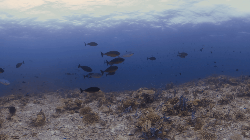 Reef Haven: Dusky Unicornfish Domain