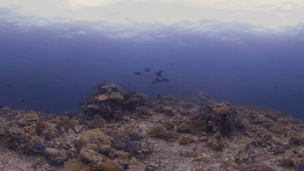 Coral Reef Panorama