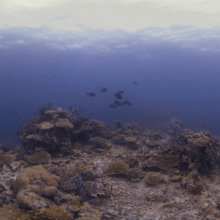 Coral Reef Panorama