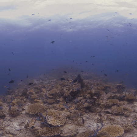 Vibrant Reef Community