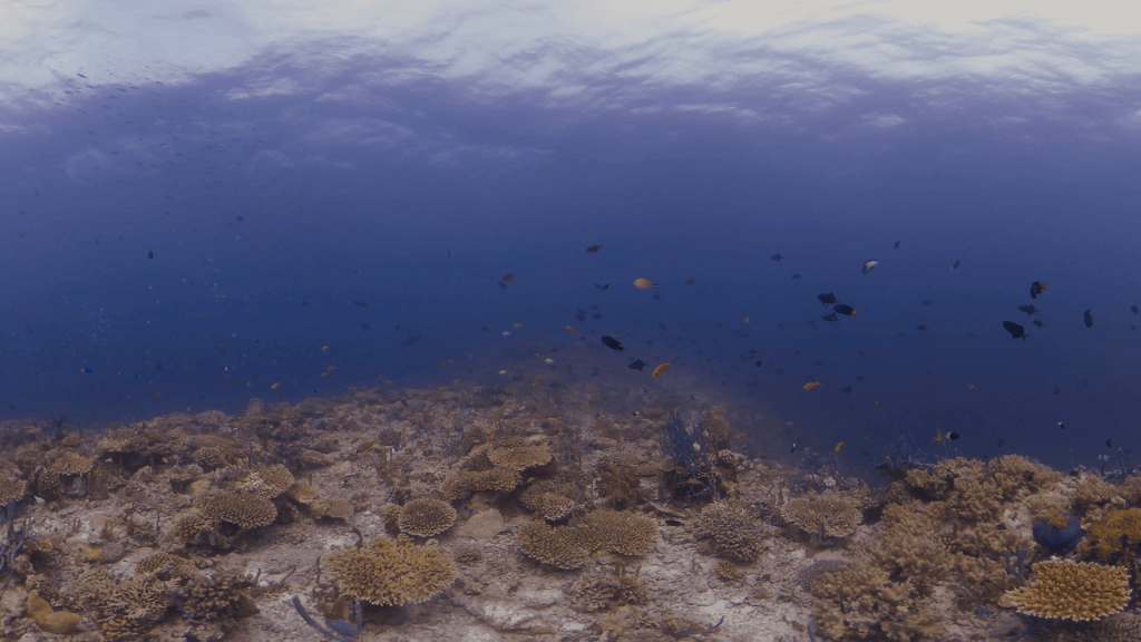 Coral Tabletop Reefscape