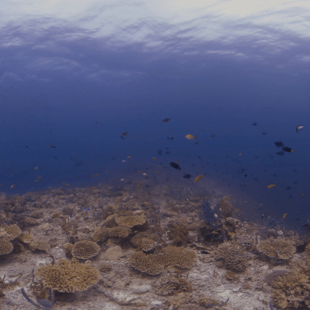 Coral Tabletop Reefscape