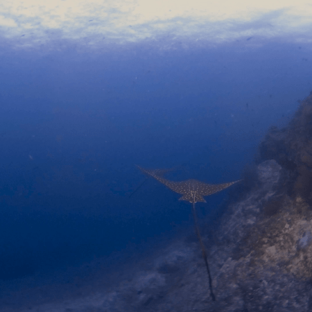 Spotted Eagle Rays' Reef Dance