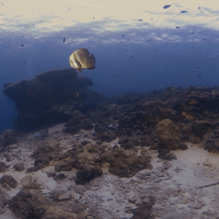Batfish Ballet on Coral Reef