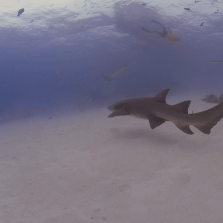 Nurse Shark Sand Flat Serenity