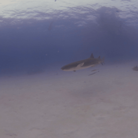 Nurse Shark Encounter on Sandy Flats