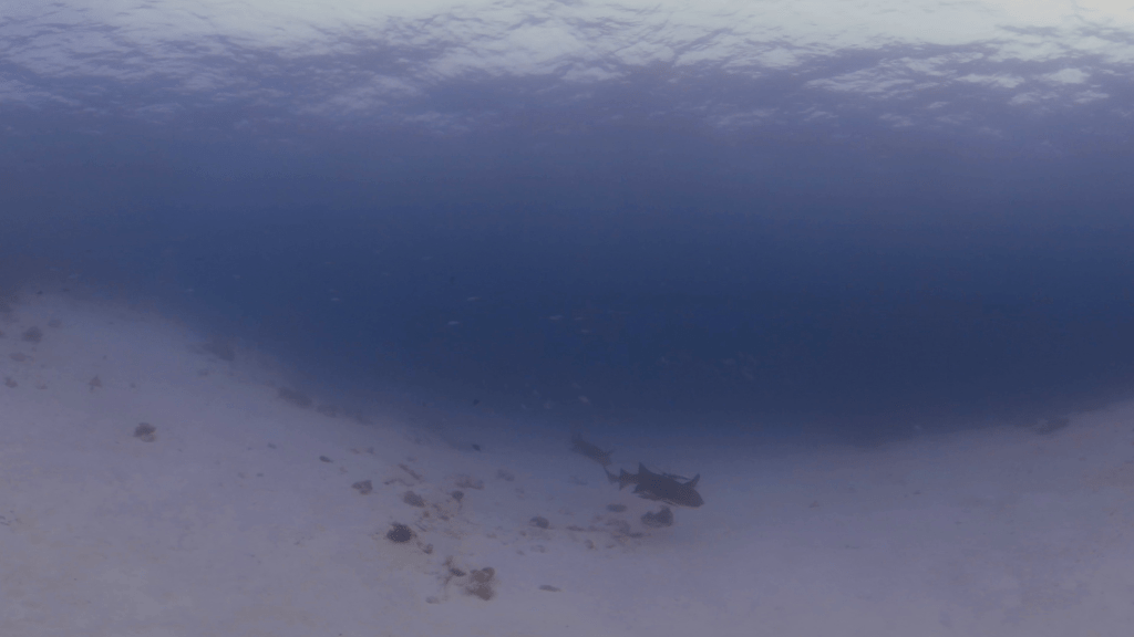 Nurse Sharks on Sandy Flats