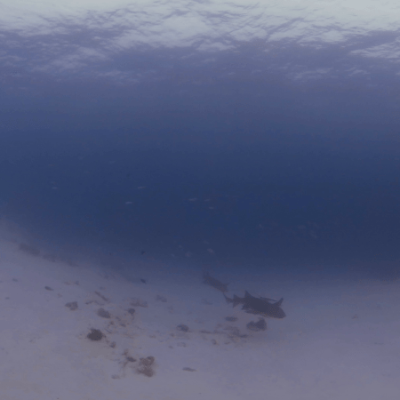 Nurse Sharks on Sandy Flats