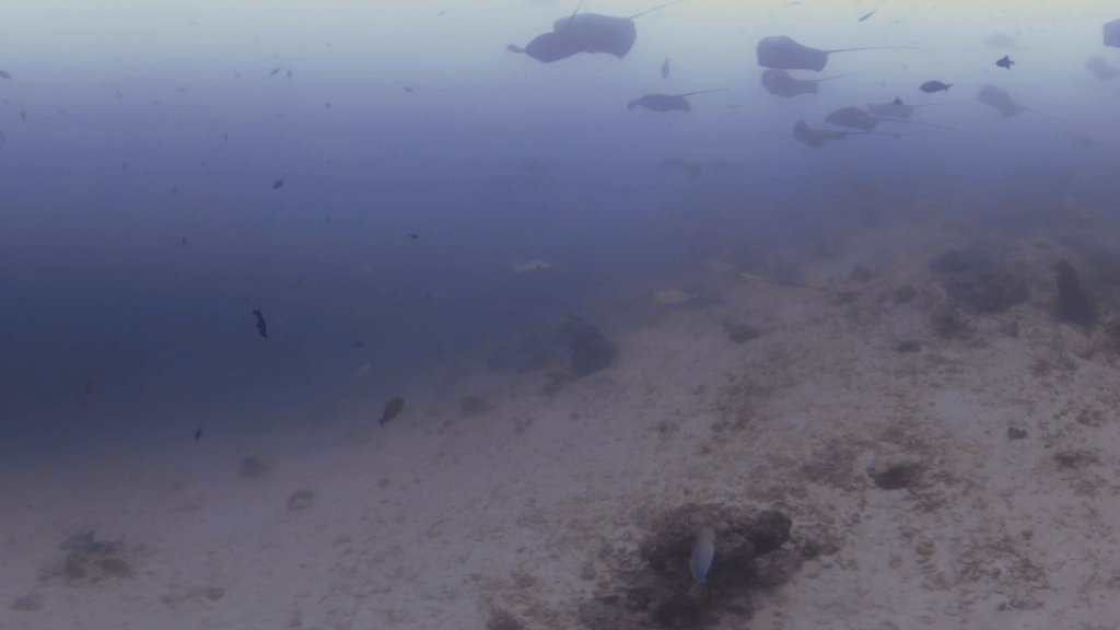 Rays' Gathering