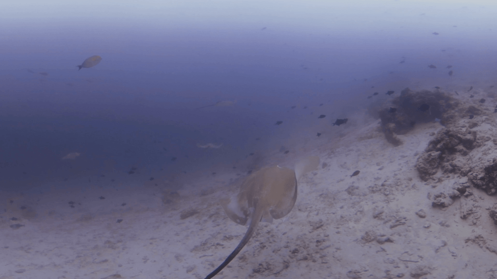 Maldivian Rays: Sandy Bottom Ballet