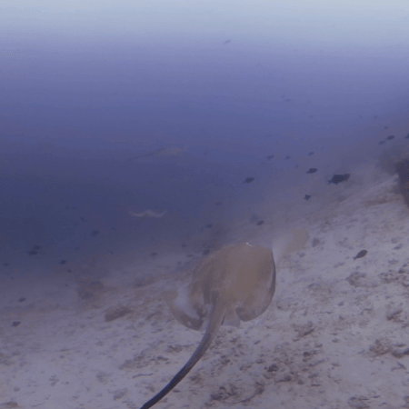 Maldivian Rays: Sandy Bottom Ballet