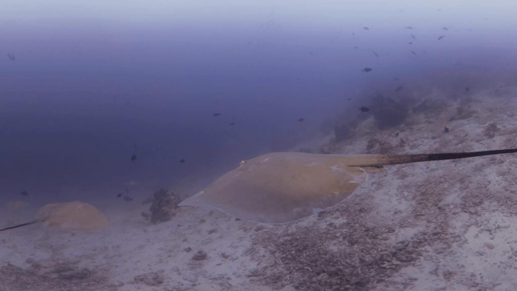 Maldives Rays Ballet