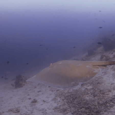 Maldives Rays Ballet