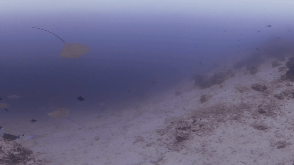 Rays' Ballet: Underwater Dance