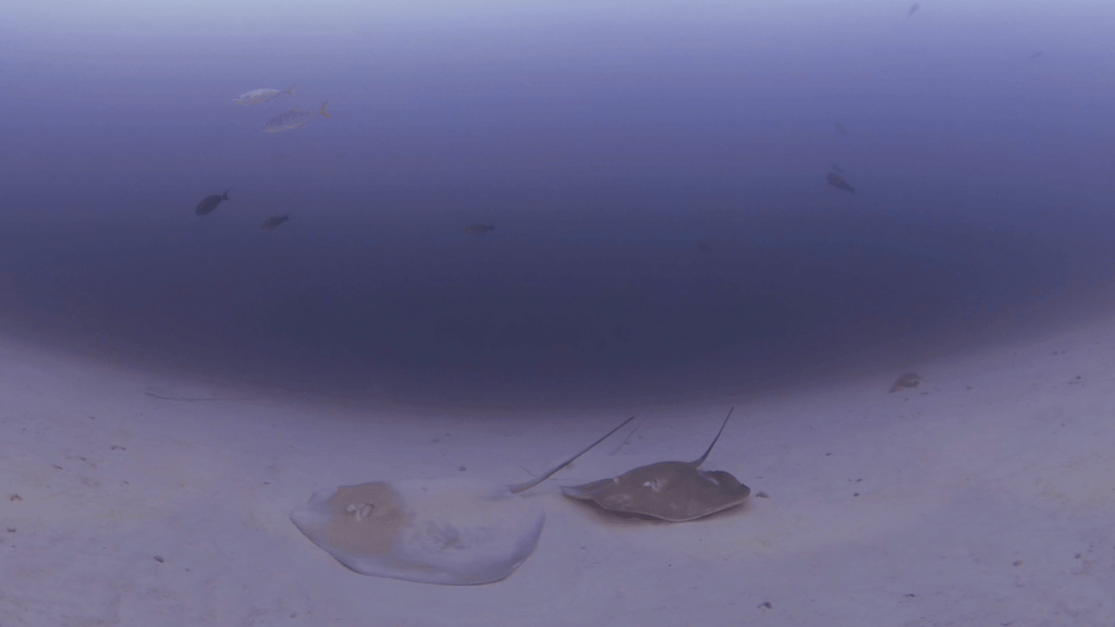 Rays on Sandy Flats